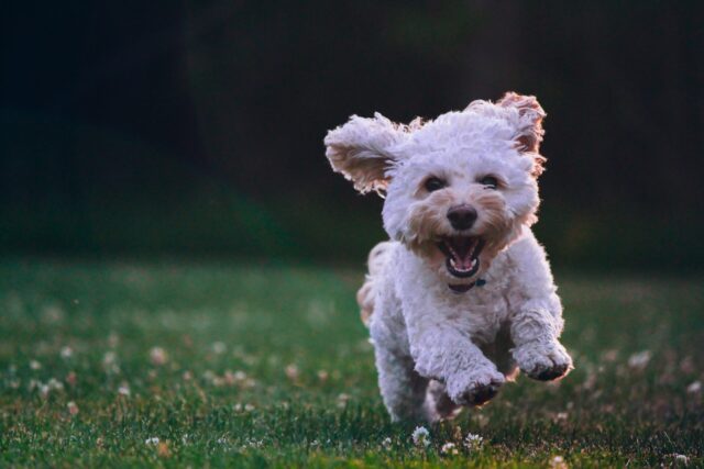 A happy and healthy poodle running