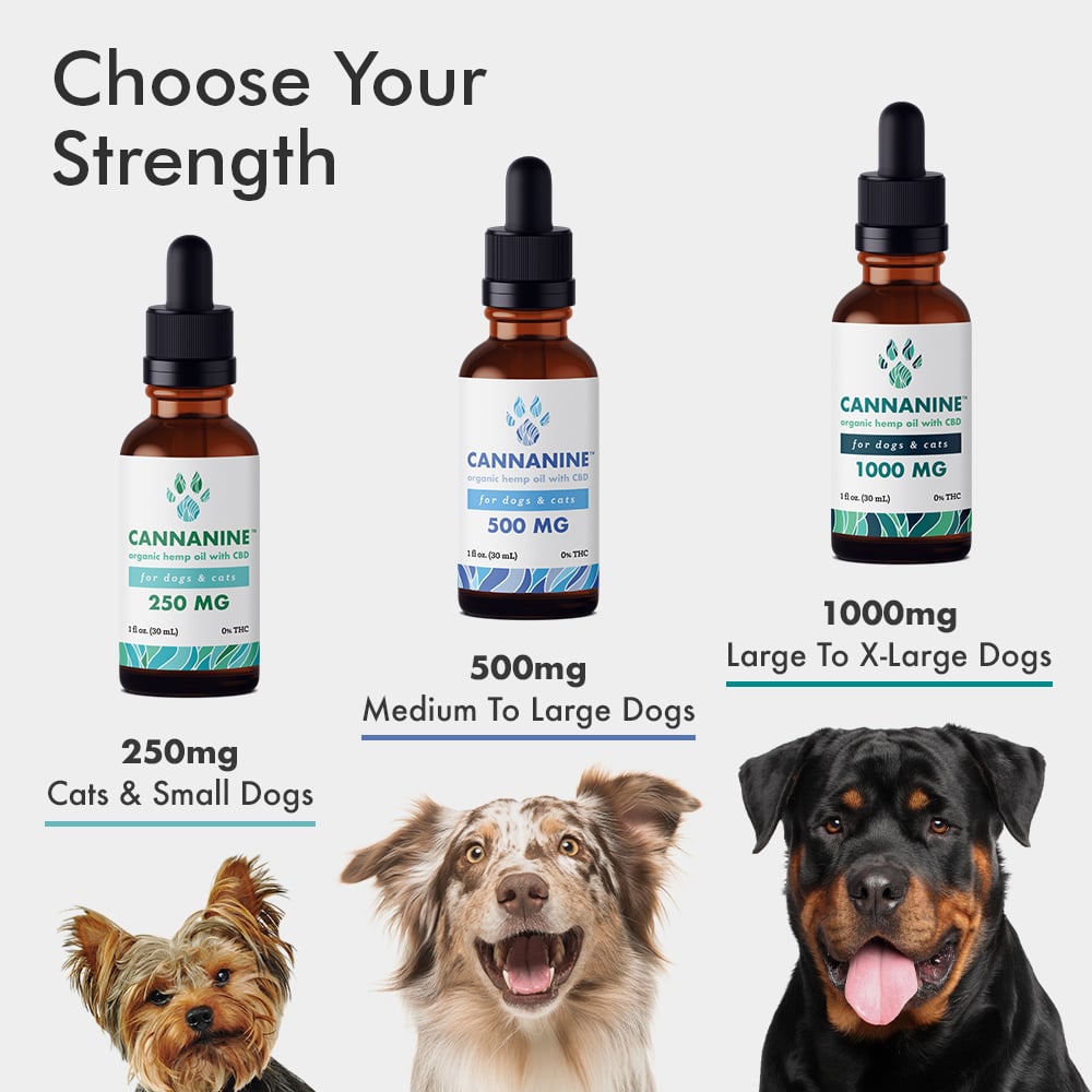 Oil Dropper 750 mg CBD for dogs - Treatibles