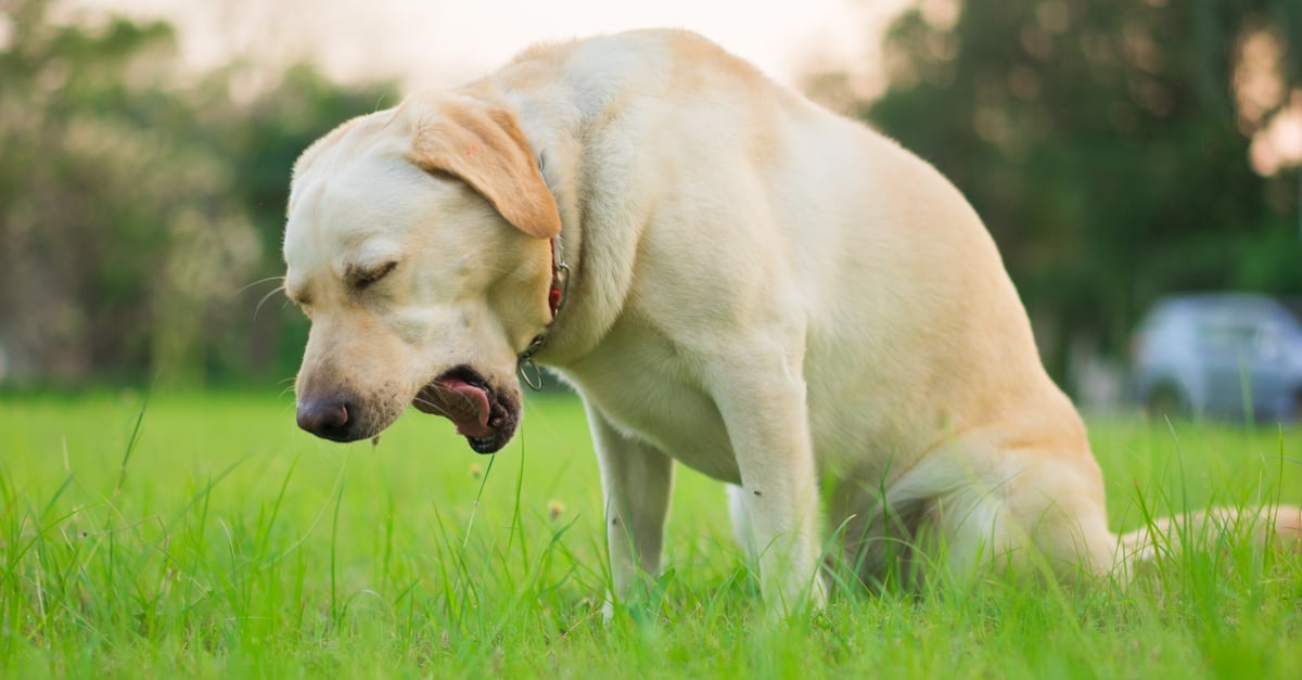 is a collapsed trachea in dogs painful