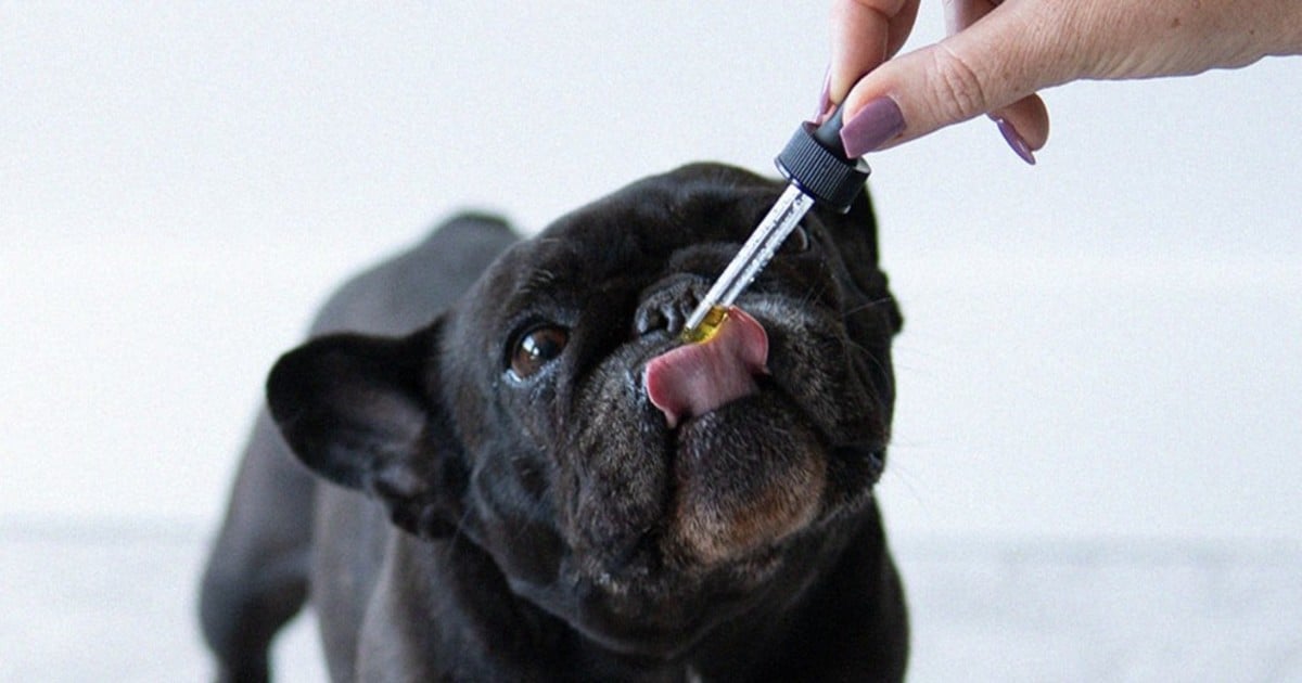 How To Give CBD To Your Dog: All Your Dosing Questions Answered