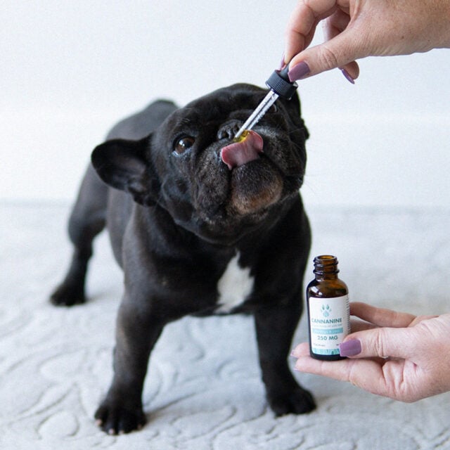 A dog taking Cannanine tincture