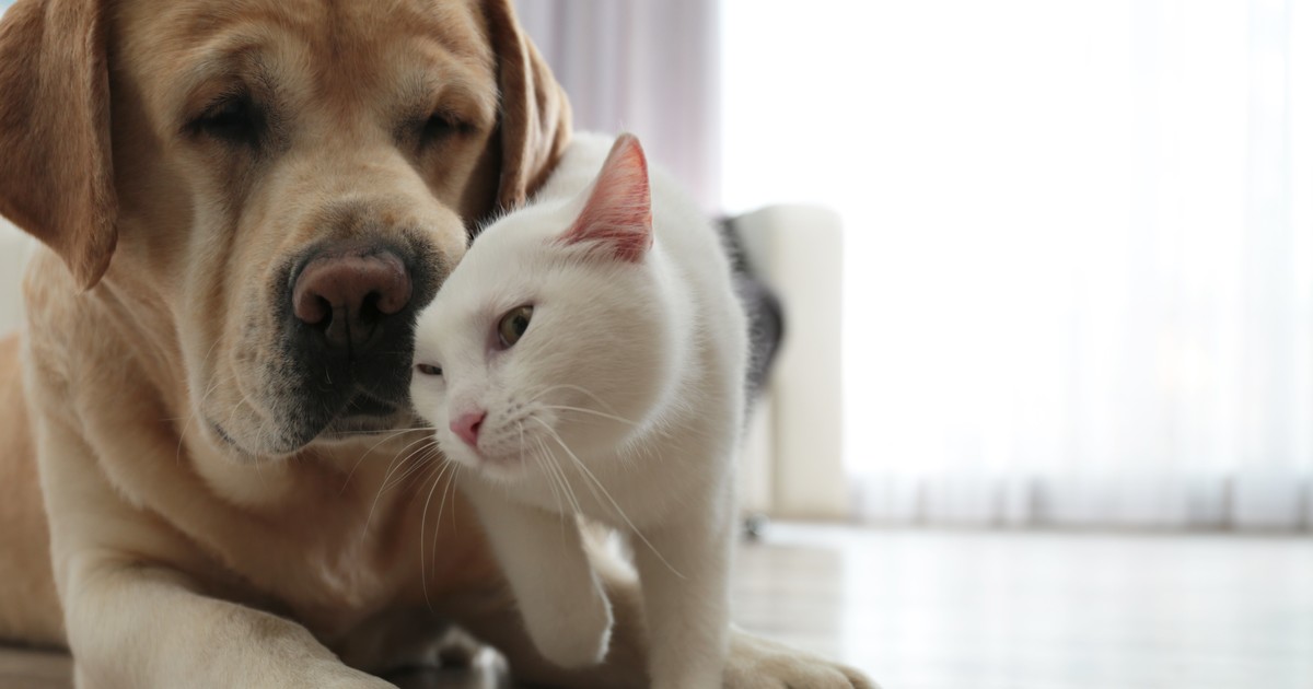 Post-Pandemic Separation Anxiety: How To Help Your Dog Or Cat Adjust