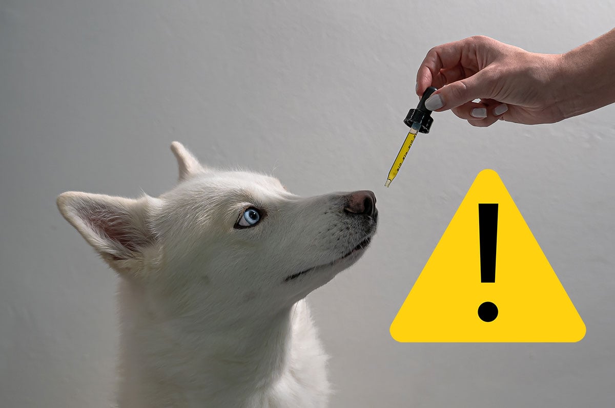 10 Lies About CBD & Dogs – A Must Read Guide Before You Buy