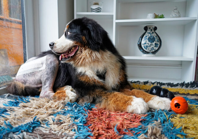 A Bernese Mountain Dog recovering from surgery for hip dysplasia