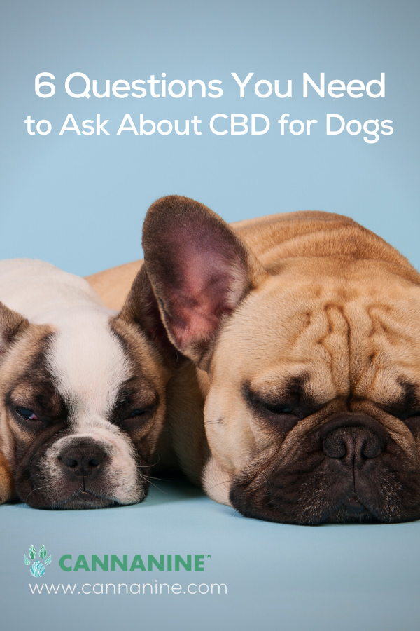 Pinterest pin CBD for dogs