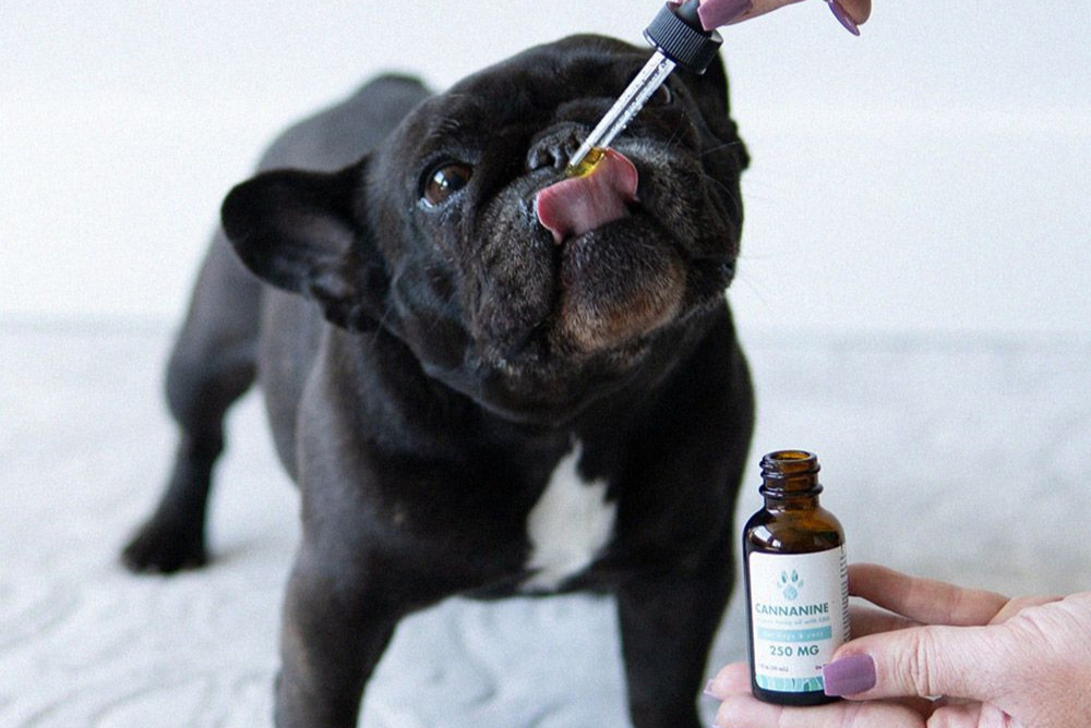 6 Questions You Need to Ask About CBD for Dogs