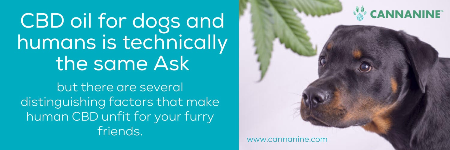 CBD oil for dogs