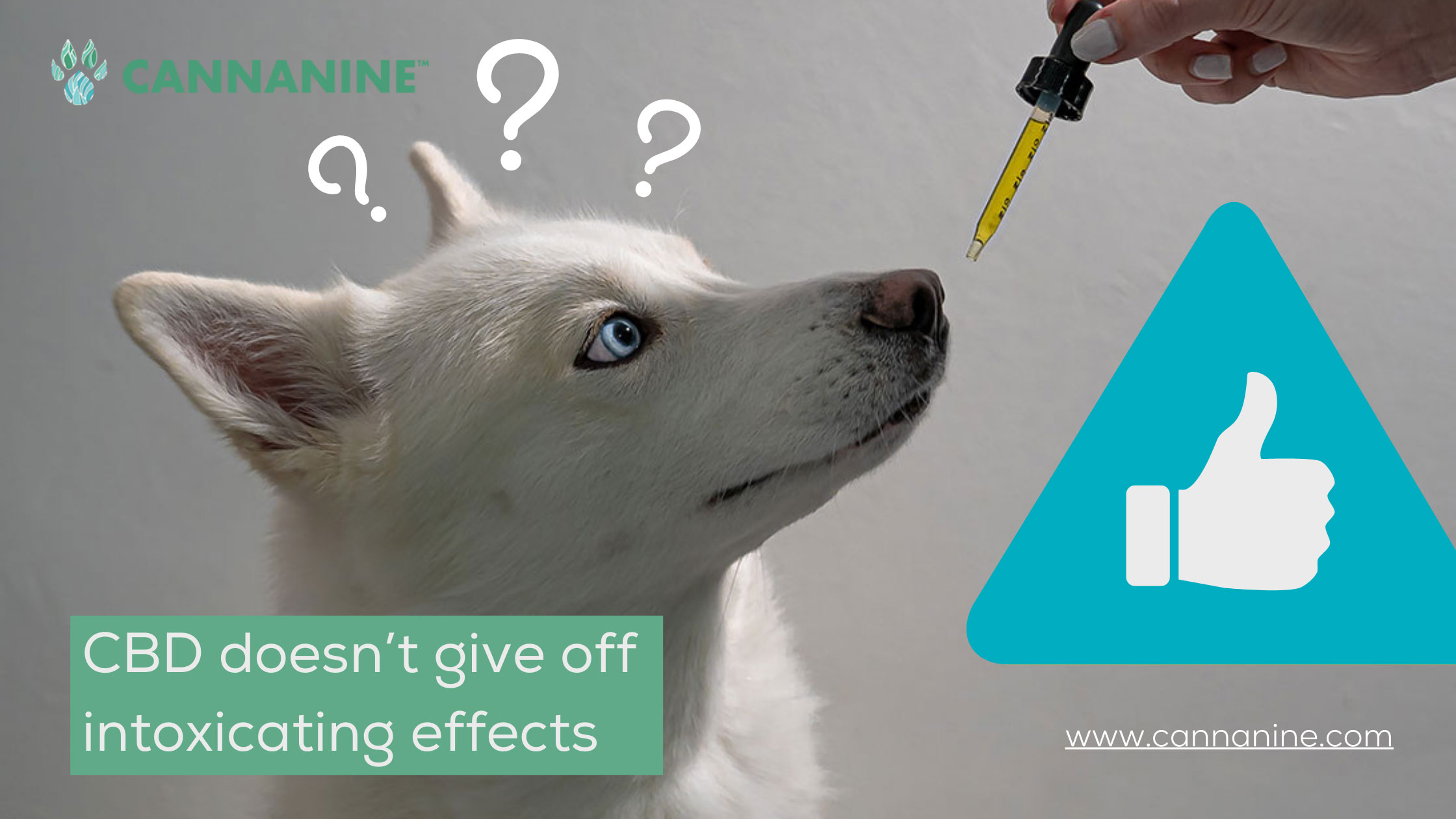 Cbd oil for dogs seizures