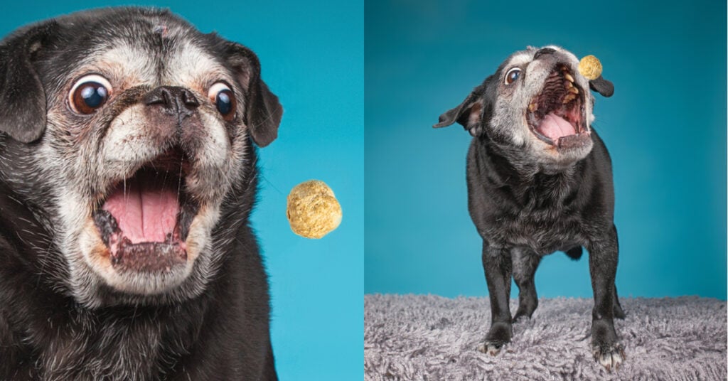 Pug Loves CBD Meatballs from Cannaine