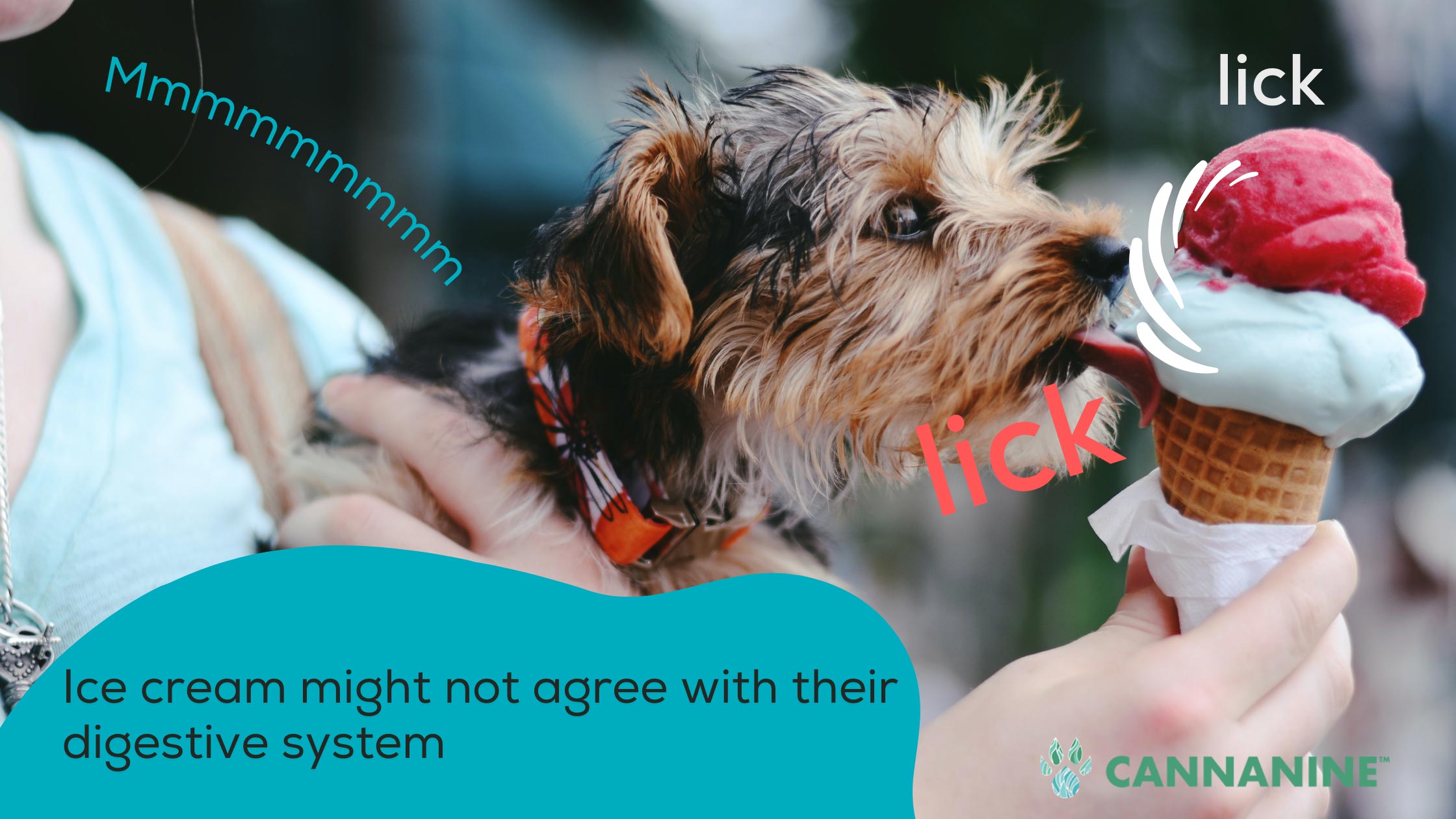 ice cream is not toxic to dogs but it can be tough on a dog’s digestive system
