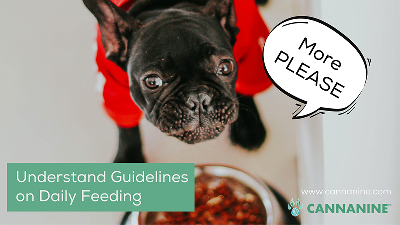 Understand guidlines on daily feeding