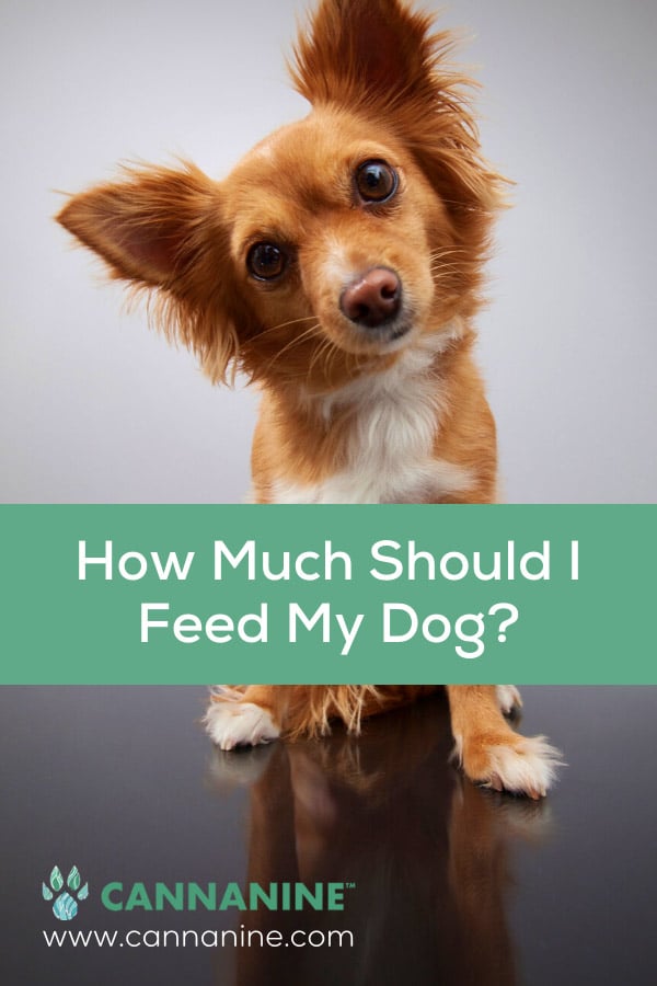 Pinterest how much should I feed my dog