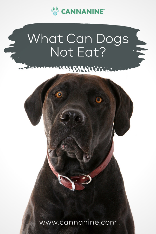 What Can Dogs Not Eat