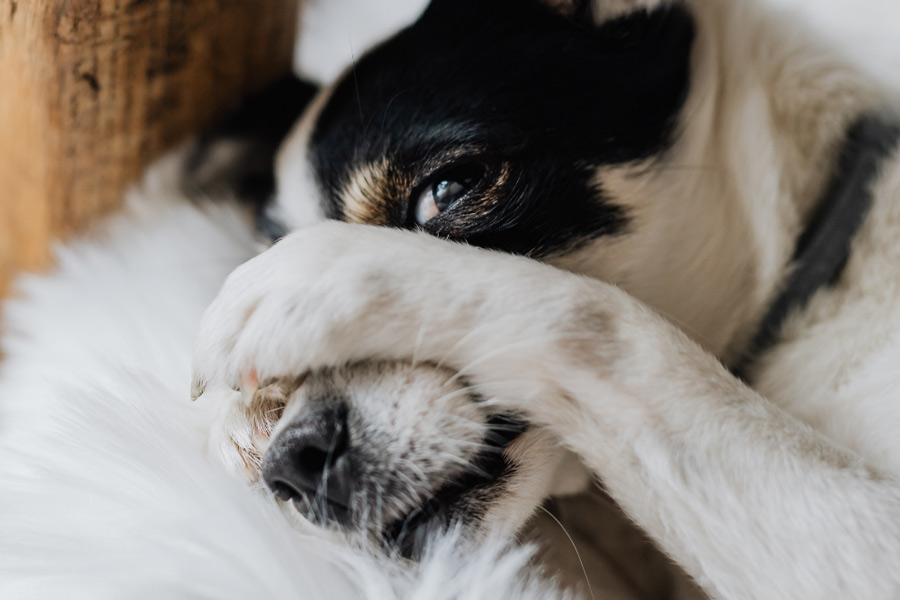 What Is CBD Oil For Dogs? A Guide to Your Dog’s Health