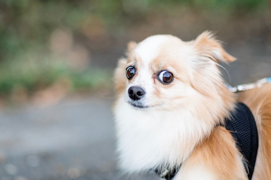 #1 CBD Oil Guide: For Dogs With Anxiety