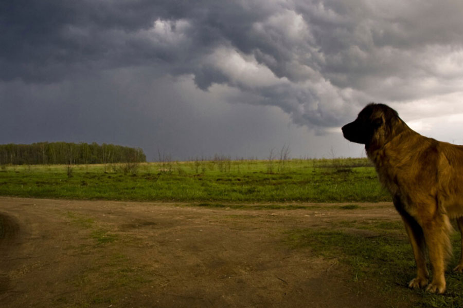 How CBD Oil Can Calm a Dog Scared of Thunder