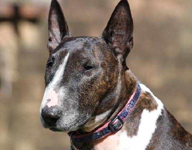 Bull Terrier