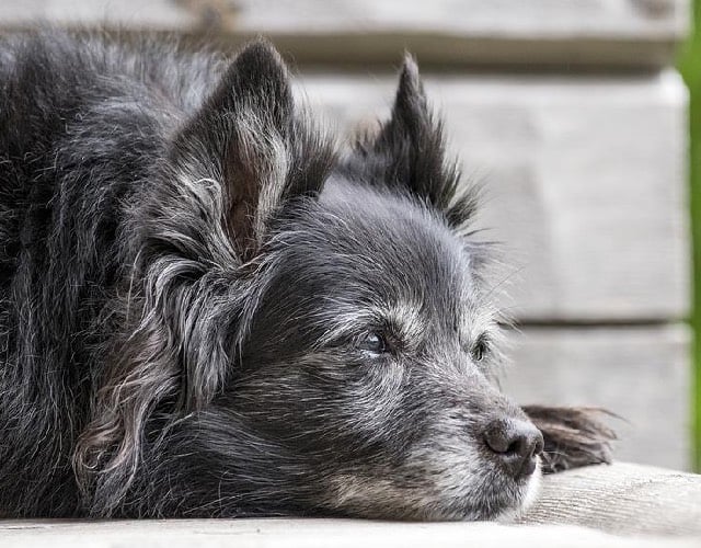 Laying Pup