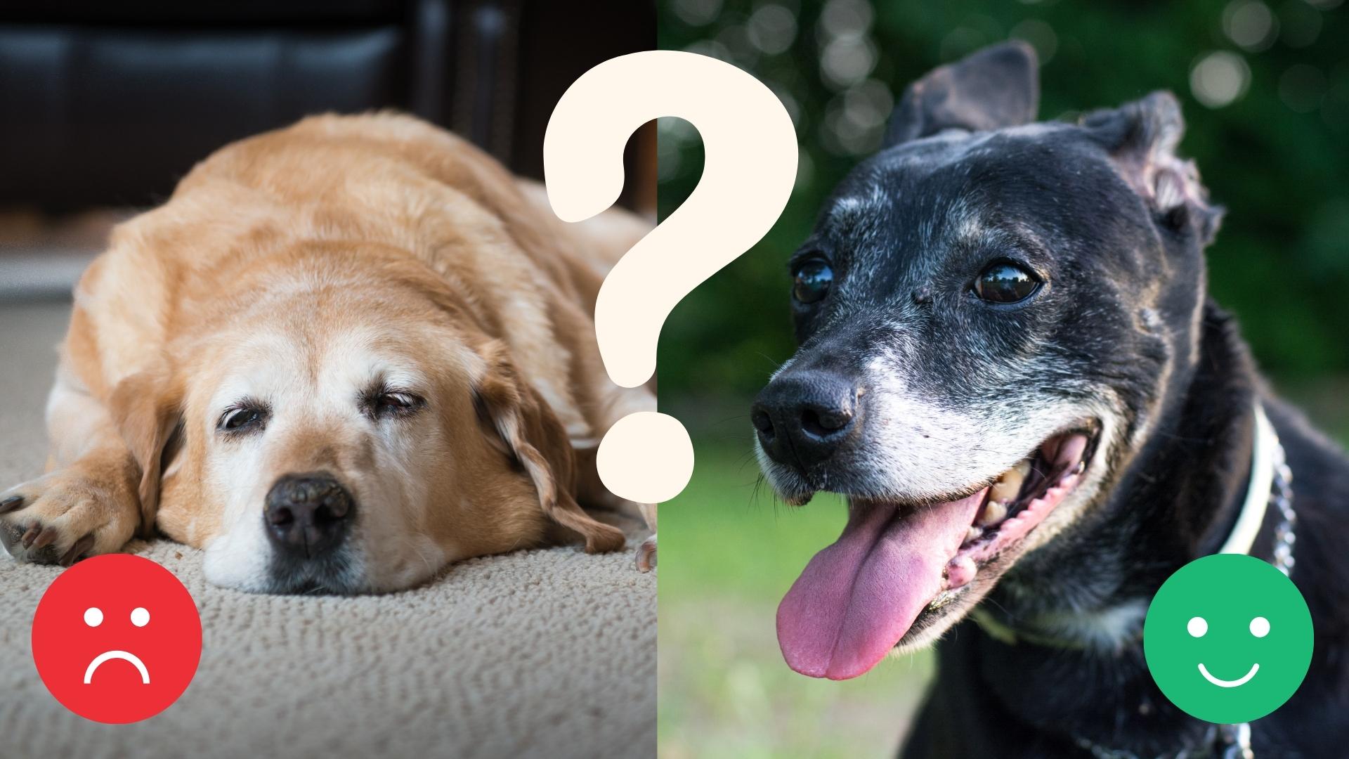 Are You Sure Your Senior Dog is Happy? 5 Signs Will Tell You The Truth