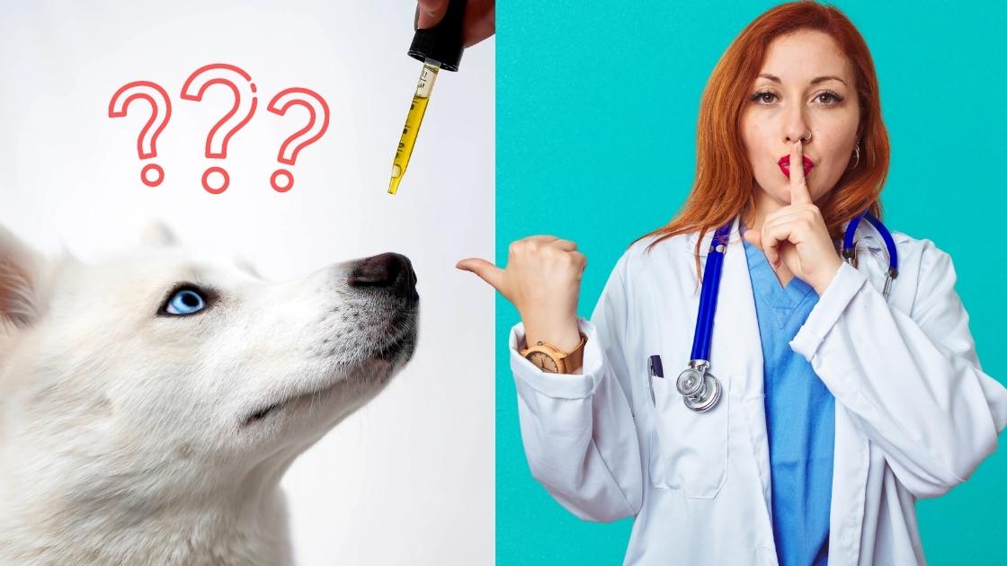 Why Vets May Not Want to (or Can’t) Talk About CBD for Your Pet