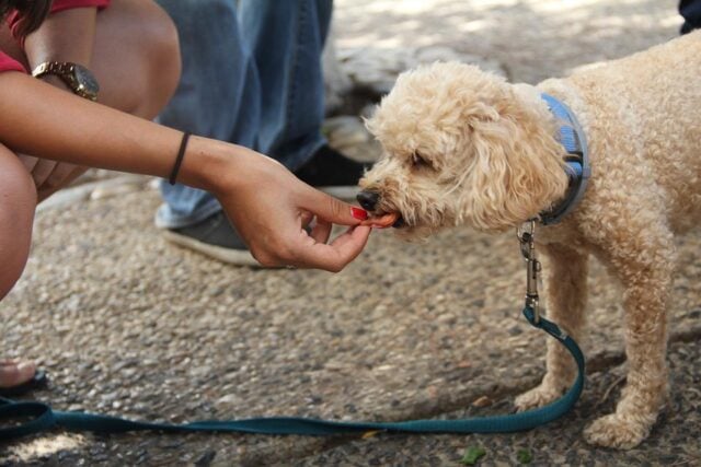 Dog eating treat