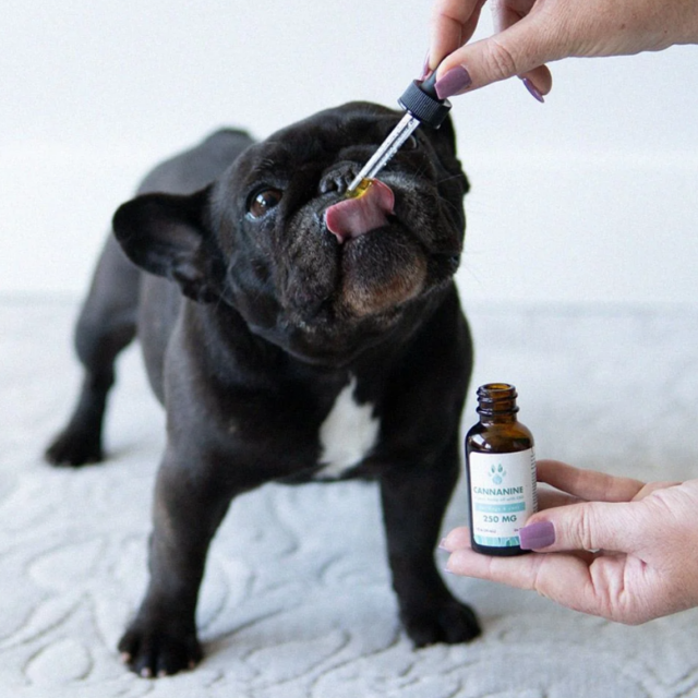 Frenchie with CBD