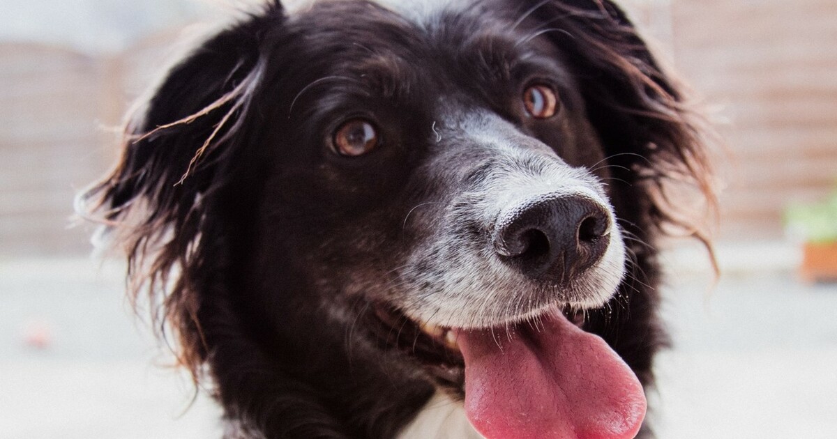 5 Warning Signs Your Senior Dog’s Health Is About To Spiral Out Of Control