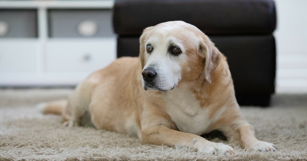 5 Things You’re Probably Normalizing That Are Actually Unhealthy For Your Senior Dog