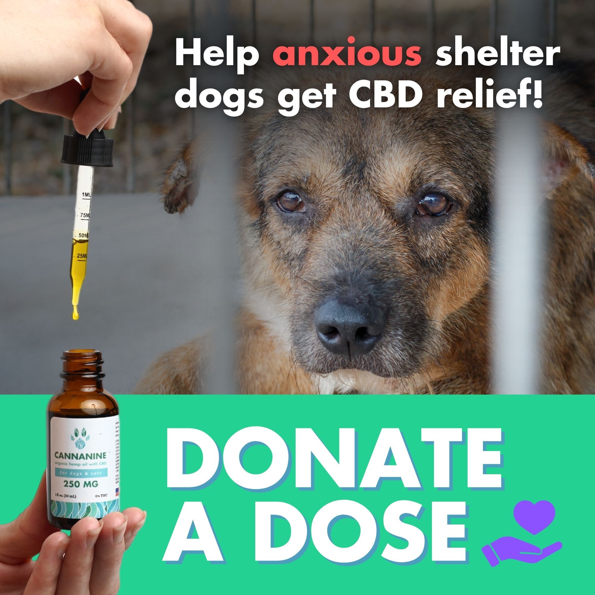 Donate A Dose - Help Anxious Shelter Dogs Get CBD Relief!