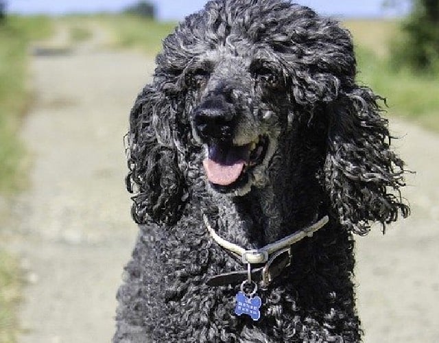 Older Poodle