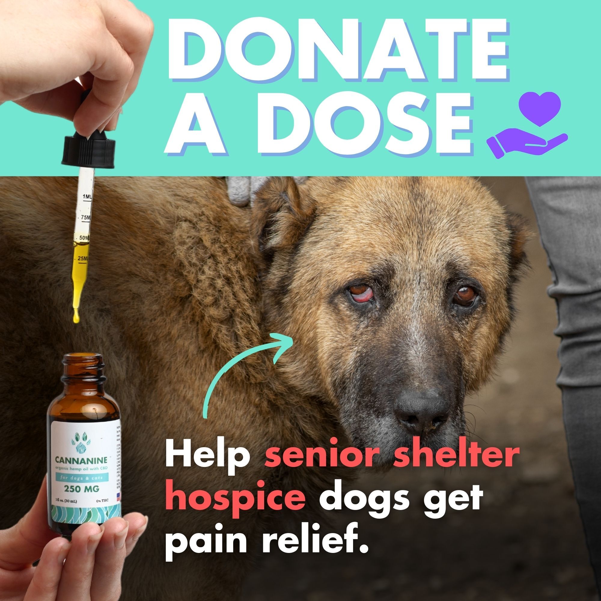 Donate A Dose Help Senior Hospice Dogs Get Relief Cannanine