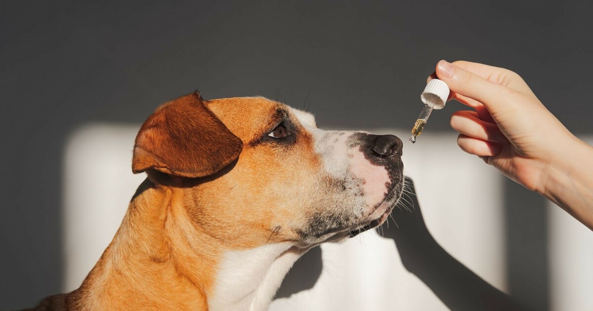 New Dog Study Shows The Long-Term Safety Of Daily CBD Use