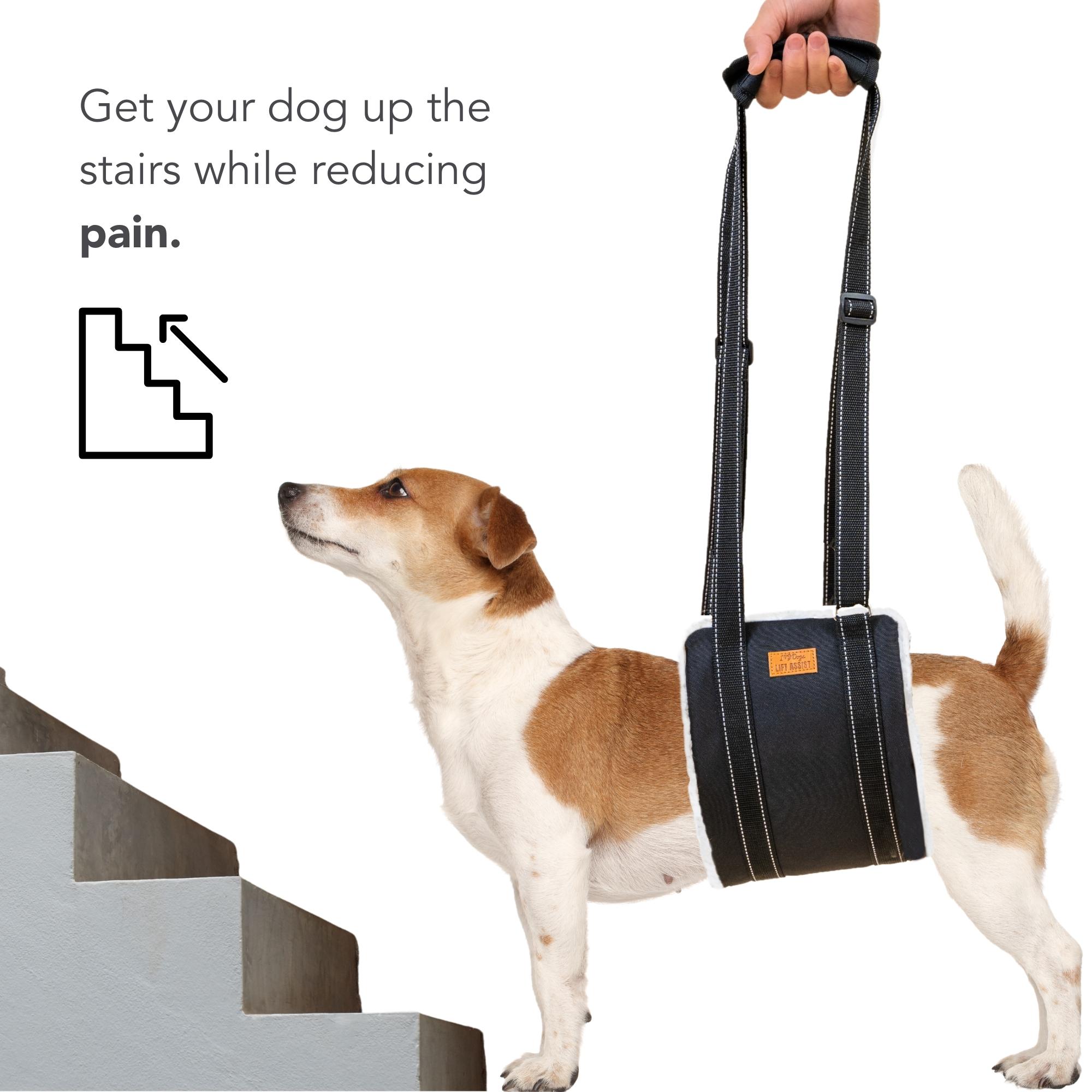 Help Dog Up Stairs Cheapest Wholesale clc.cet.edu