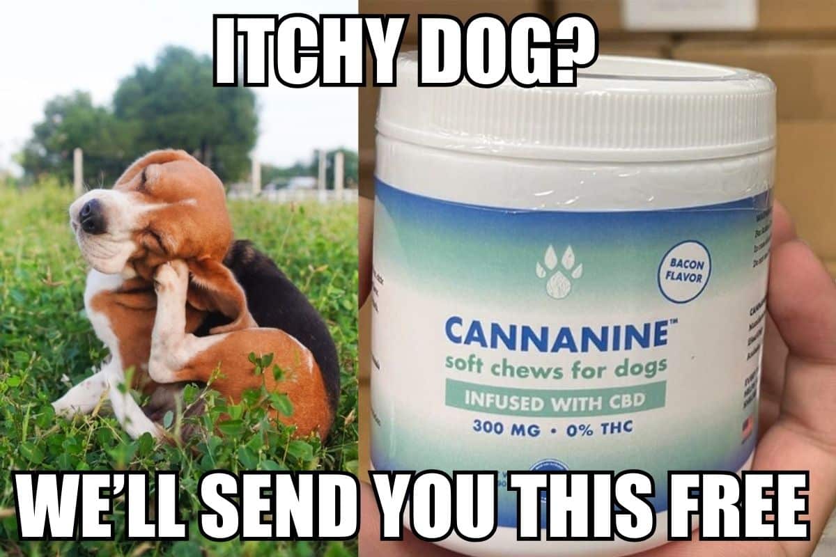 Have an Itchy Dog? I’d Like to Buy This For You